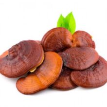 قارچ گانودرما