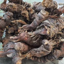 ریشه ایرسا (زنبق)