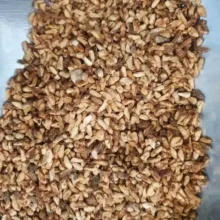 هسته انار