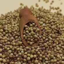 تخم گشنیز