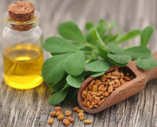 روغن شنبلیله تقدیس