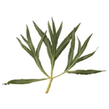 گیاه غازیاغی