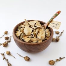 گیاه خرگوشک